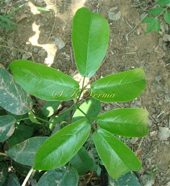  Two leaves with 3 leaflets, tendril absent
